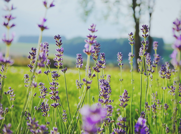Understanding Fragrance Sensitivities: Why We Keep It Simple