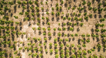 Rethinking Palm Oil: Sustainability VS. Convenience