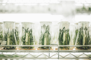 Six Natural Preservatives to Know & Love