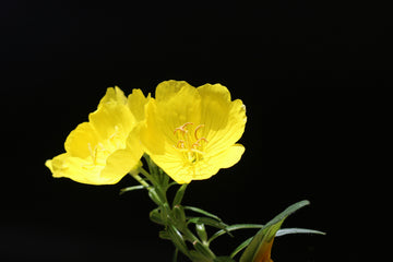 Ingredient Spotlight: Evening Primrose - The Humble Flower with Powerful Secrets