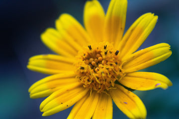 All About Arnica: Nature’s Secret for Bruises, Swelling & Pain Relief