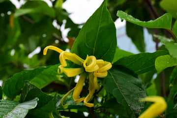 The Magic of Ylang Ylang in Skincare