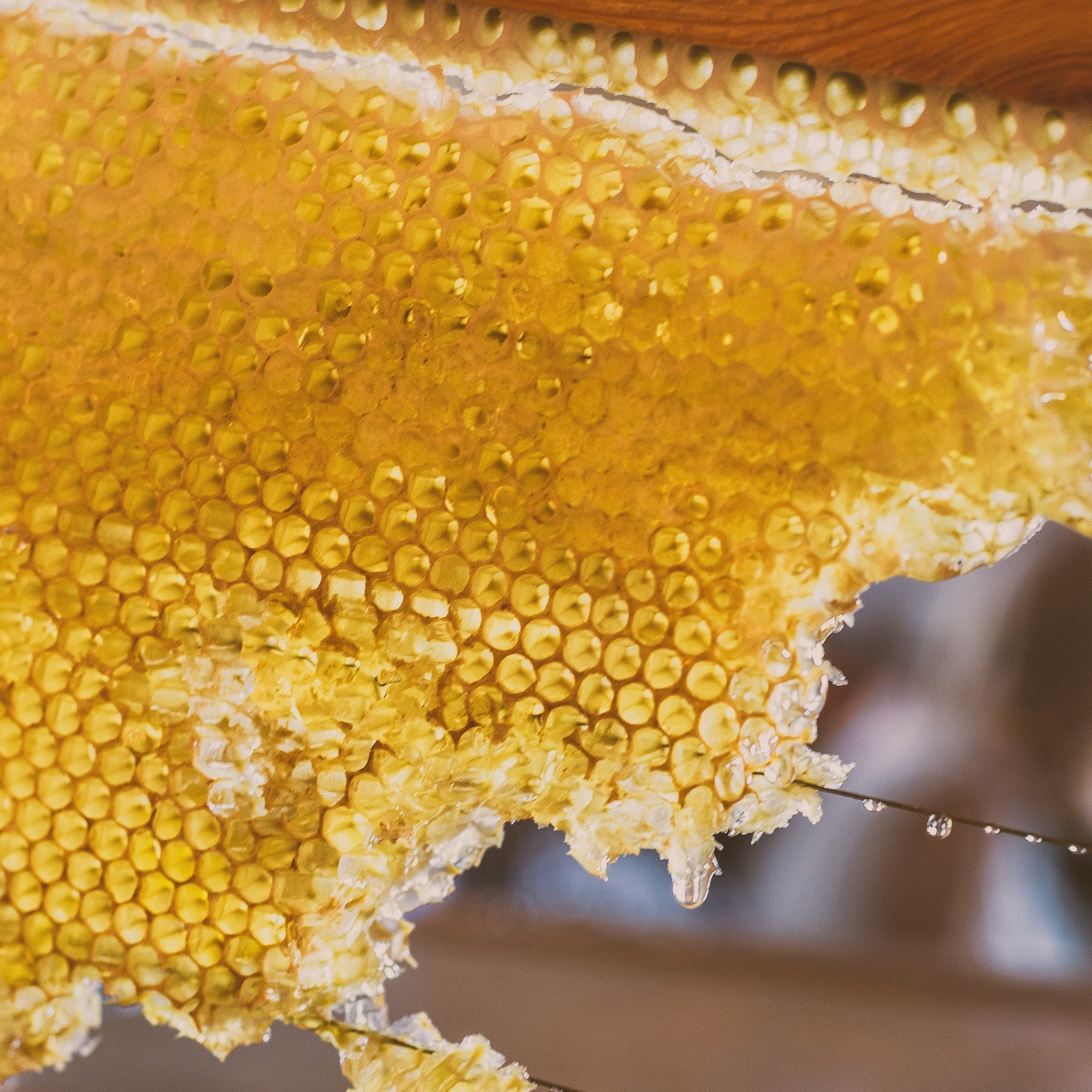Ingredient Spotlight: Organic Beeswax in Skincare