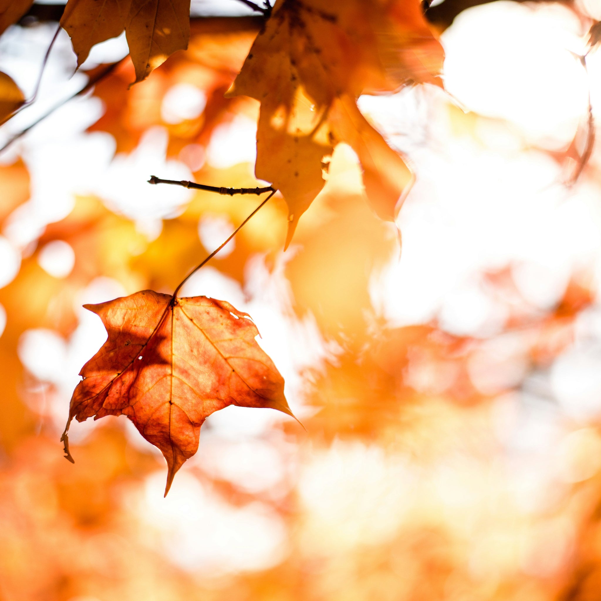 Get Your Skin (And Home) Ready for Fall