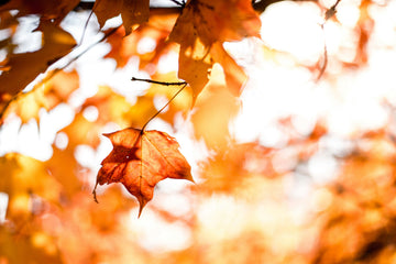 Get Your Skin (And Home) Ready for Fall