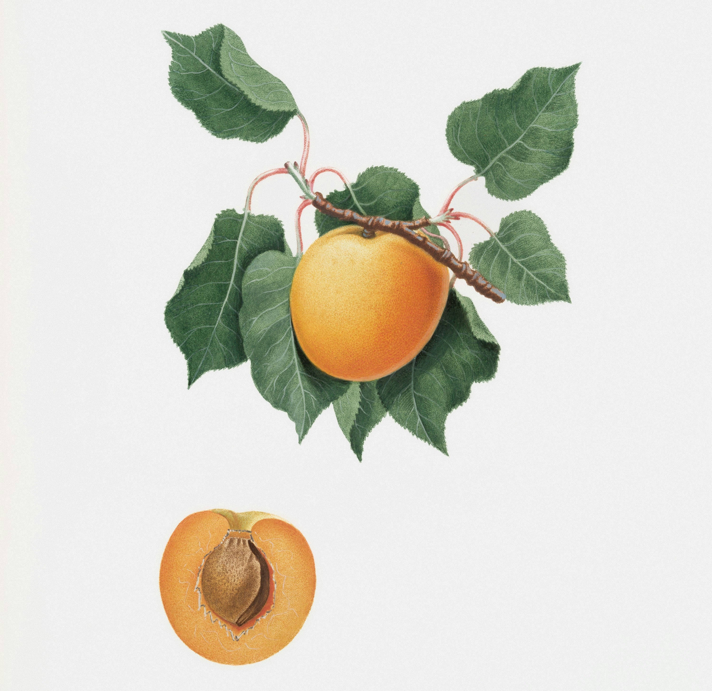 Kernel Splash Why Apricot Kernel Oil Belongs in Luxury Body Care – Lake & Main