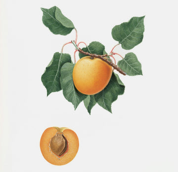 Why Apricot Kernel Oil Belongs in Luxury Body Care