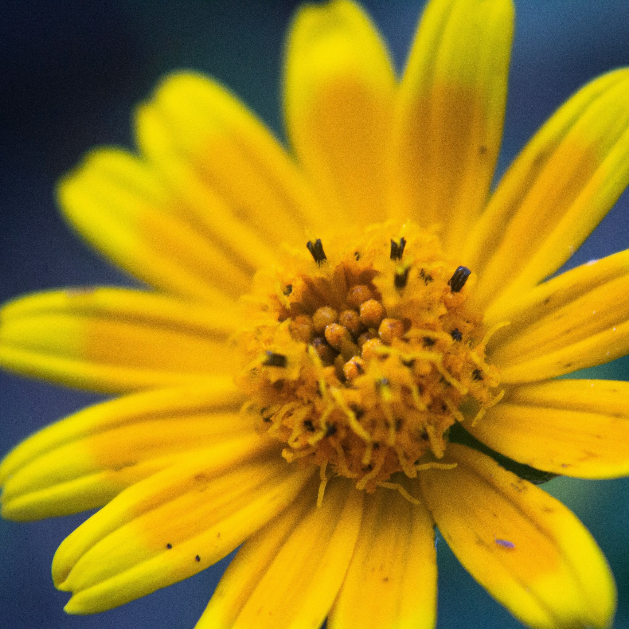 All About Arnica: Nature’s Secret for Bruises, Swelling & Pain Relief
